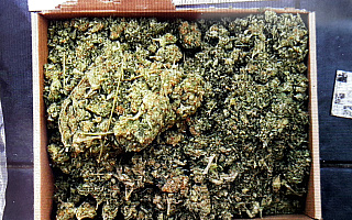 U 22-latki znaleziono prawie 200 miligramów marihuany